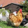 Mersley Farm Self Catering Barns & Cottages