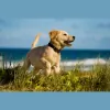 West Wales Holiday Cottages